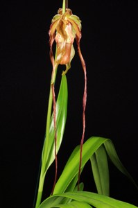 Phragmipedium Grande Gayle's Whimsy HCC/AOS 76 pts.